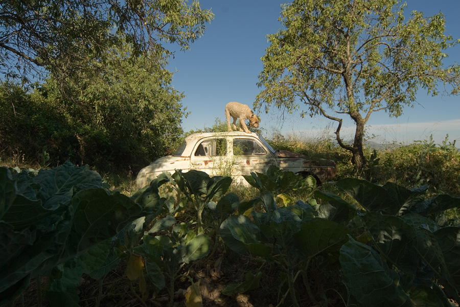 Antonio Lachos, coches rural