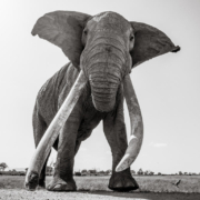 Will Burrard-Lucas