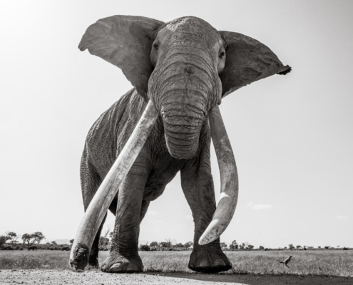 Will Burrard-Lucas