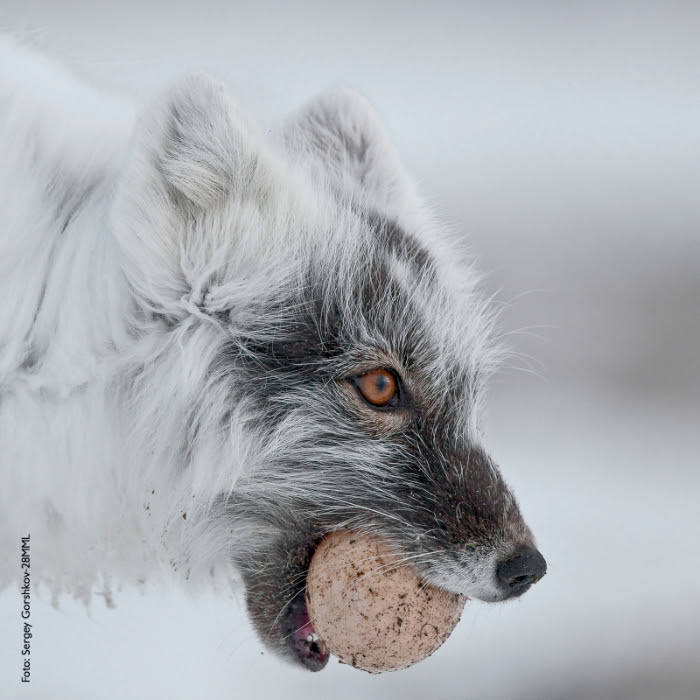 Sergey Gorshkov, 28MML