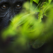 HIDDEN – FLORIAN SMIT, ALEMANIA – Mención de Honor, Mundo Animal