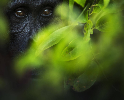 HIDDEN – FLORIAN SMIT, ALEMANIA – Mención de Honor, Mundo Animal