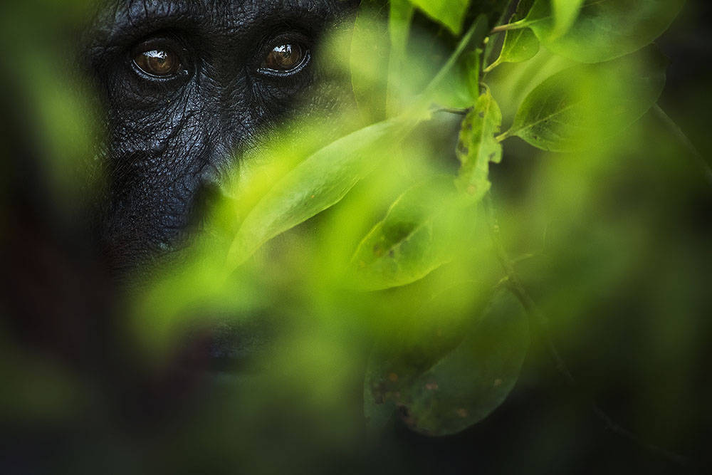 HIDDEN – FLORIAN SMIT, ALEMANIA – Mención de Honor, Mundo Animal