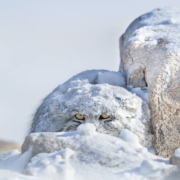 Peek a boo por Thomas Vijayan