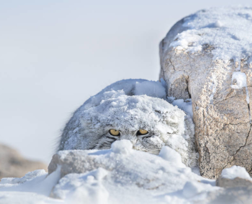 Peek a boo por Thomas Vijayan