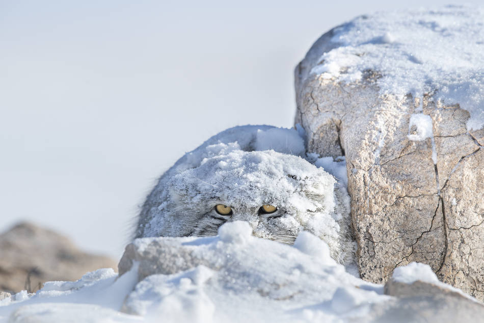 Peek a boo por Thomas Vijayan