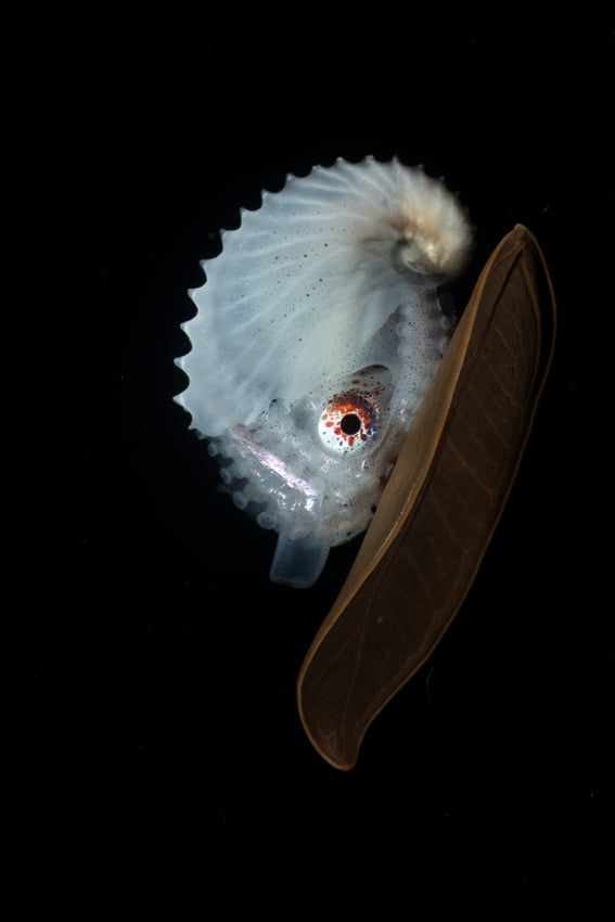 © Tinnapat Netcharussaeng, Thailand, Shortlist, Youth Competition, Sony World Photography Awards 2025